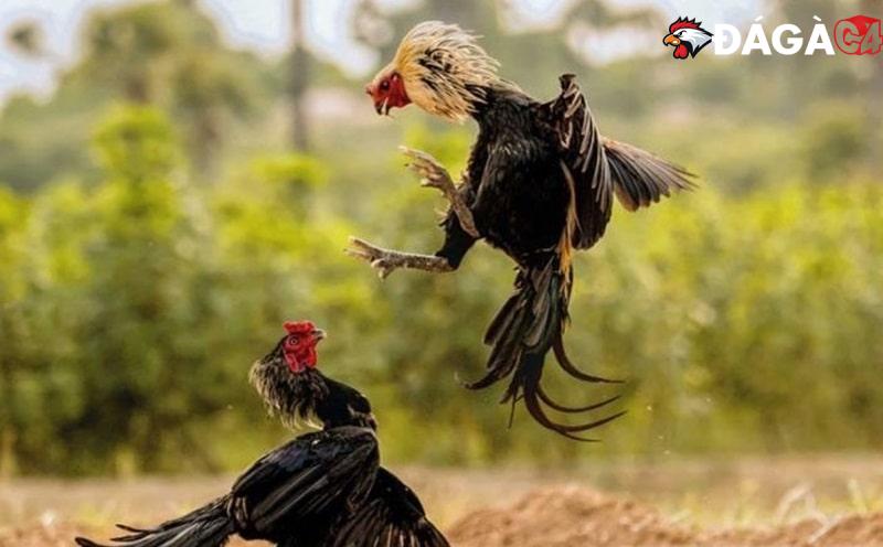 Người chơi theo dõi thông tin về bộ môn đá gà trên trang web https://mejorbarradesonido.top